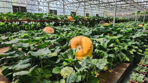 寿光网红大瓜,一场网络舆论的风暴