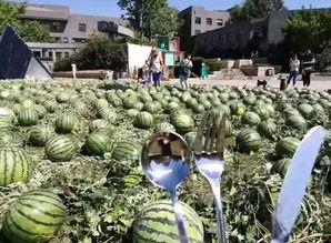 朝阳吃瓜群众,揭秘京城街头的热辣话题与趣味生活