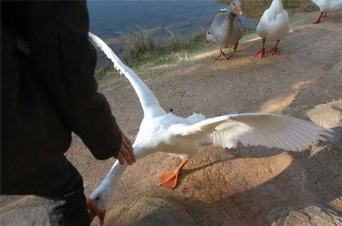 网红大鹅 校长的欲望,网红大鹅校长的人生逆袭之路